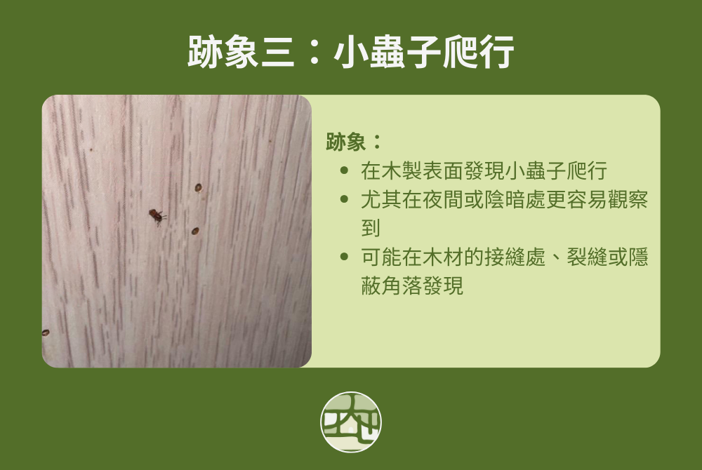 木製裝潢內有蟲跡象三:小蟲子爬行
