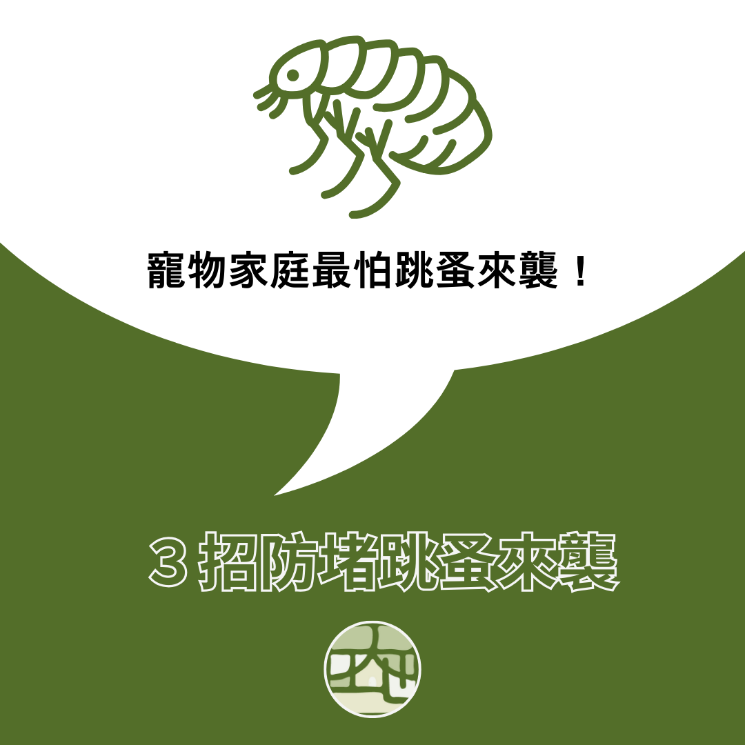 養寵物怕跳蚤來襲？三招徹底防堵！