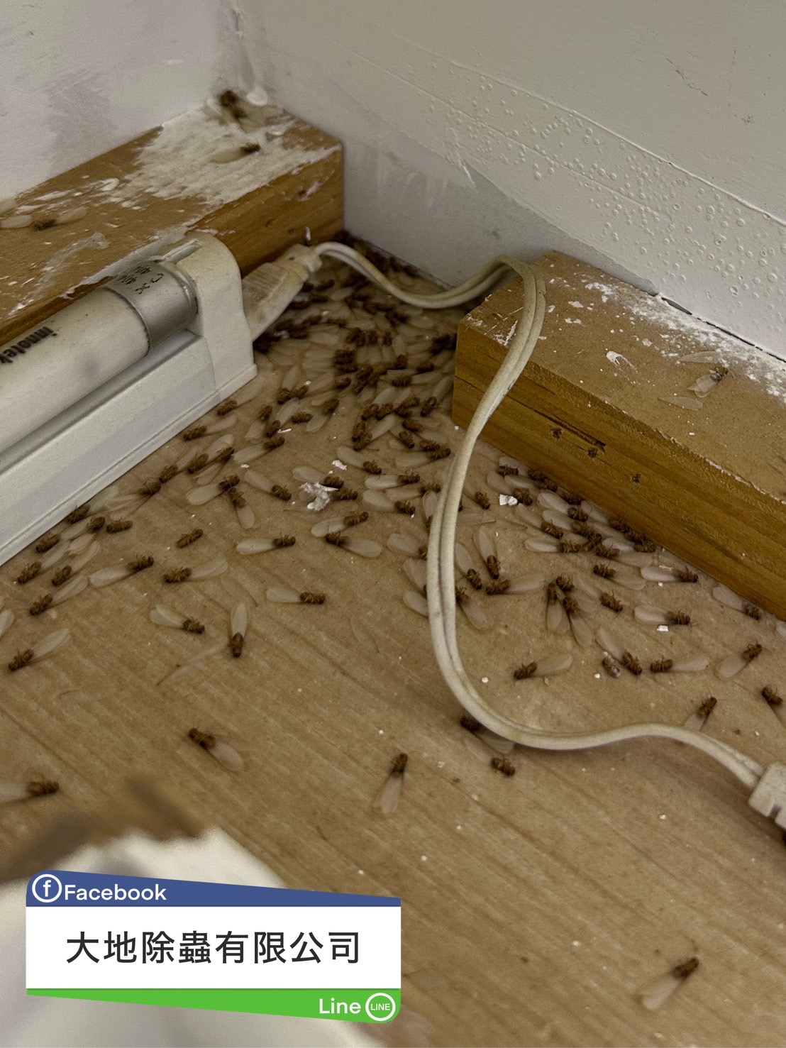 大水蟻大量婚飛