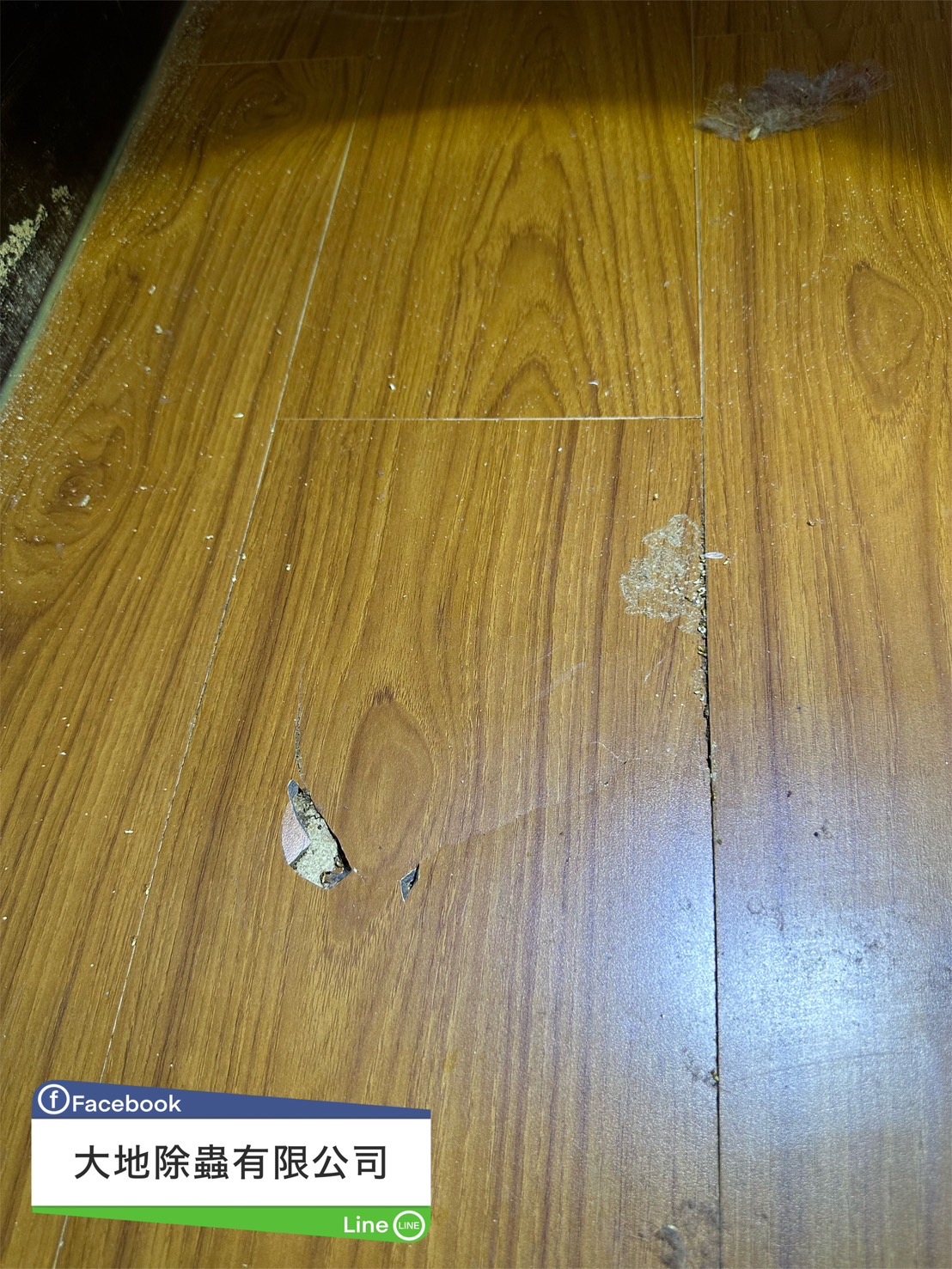 地板白蟻