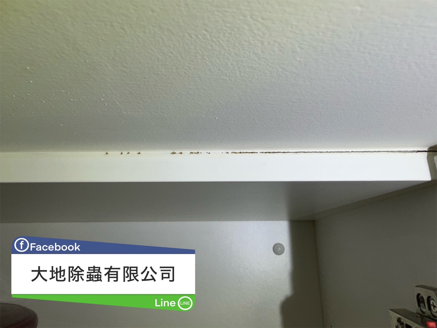 天花板角落白蟻