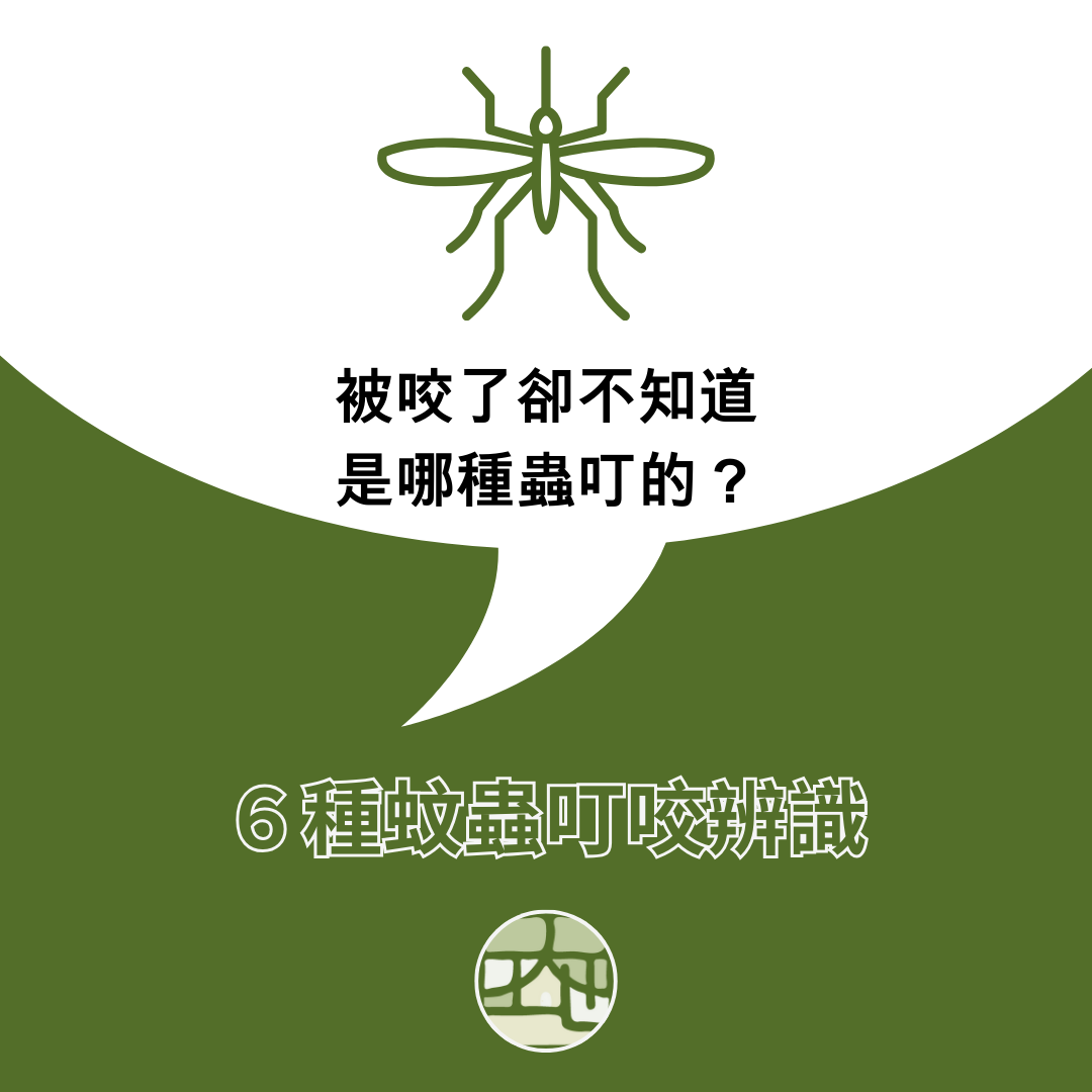 蚊蟲叮咬辨識，對症下藥才好得快