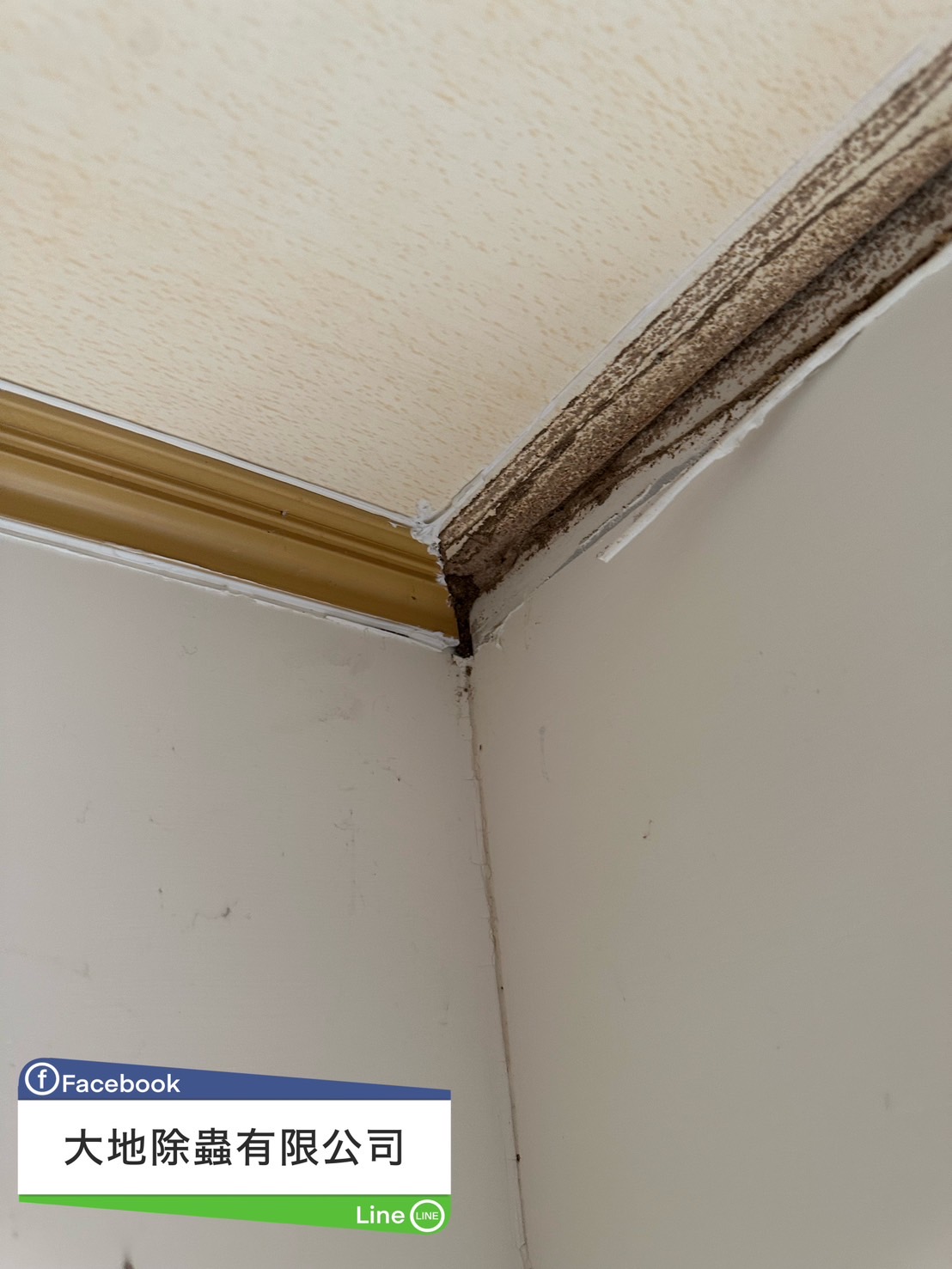 角落白蟻蹤跡01